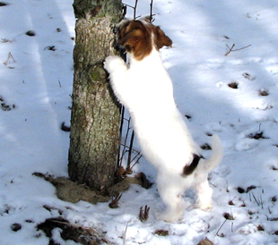 Ein Welpe von Jack Russell Terrier