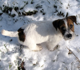 Un cucciolo dell'allevamento Armonia Canina