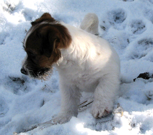 Un cucciolo dell'allevamento Armonia Canina