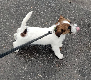 Ein Welpe von Jack Russell Terrier