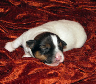 Jack Russell Terrier Welpe