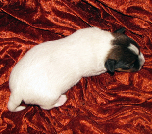 Un cucciolo dall'allevamento Armonia Canina