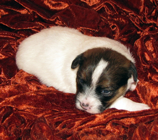 Un cucciolo dall'allevamento Armonia Canina