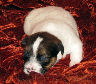 Jack Russell Terrier Welpe