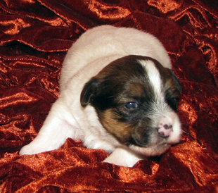 Un cucciolo dall'allevamento Armonia Canina