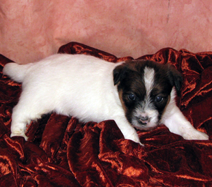 Štěně Jack Russell teriéra