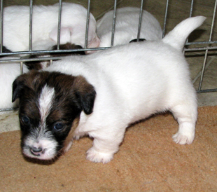 A puppy from the kennel Armonia Canina