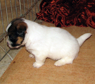 Un cucciolo dall'allevamento Armonia Canina