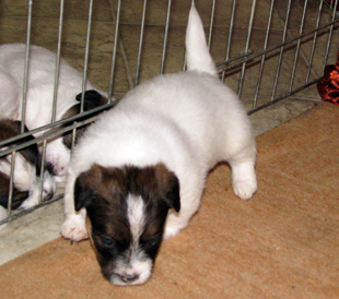 Un cucciolo dall'allevamento Armonia Canina