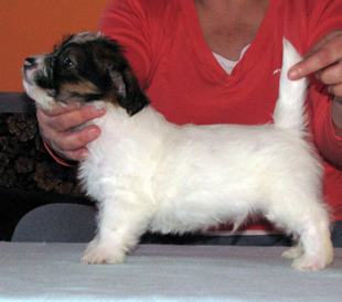 Jack Russell Terrier Welpe