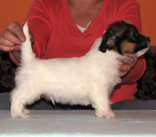 A puppy from the kennel Armonia Canina