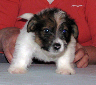 Jack Russell Terrier puppy