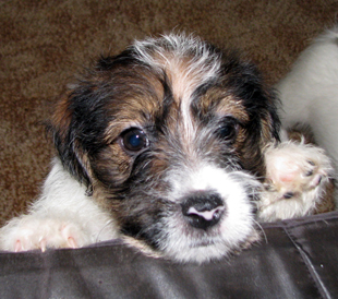 A puppy from the Armonia Canina kennel