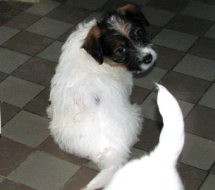 Ein Welpe von Jack Russell Terrier