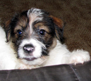 A puppy of Jack Russell Terrier