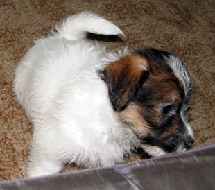 A puppy from the Armonia Canina kennel