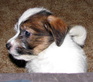 A puppy from the Armonia Canina kennel