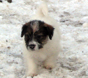 Ein Welpe von Jack Russell Terrier