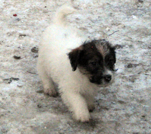 A puppy from the Armonia Canina kennel