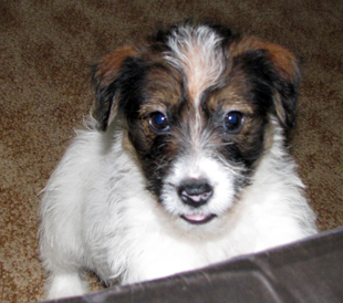 Un cucciolo di Jack Russell Terrierr