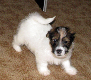 A puppy from the Armonia Canina kennel