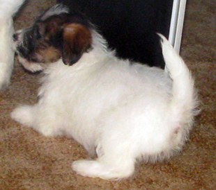 A puppy of Jack Russell Terrier