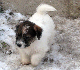 A puppy from the Armonia Canina kennel