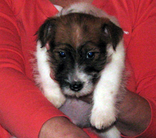 Un cucciolo di Jack Russell Terrierr