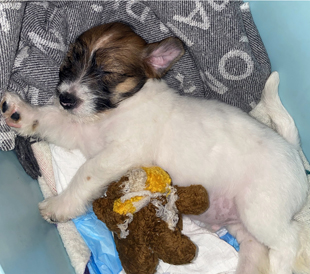 A puppy from the Armonia Canina kennel