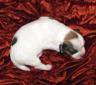 Jack Russell Terrier Welpe