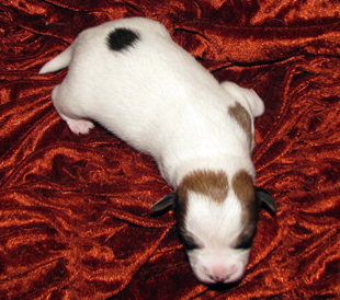 A puppy from the kennel Armonia Canina