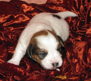 A puppy from the kennel Armonia Canina