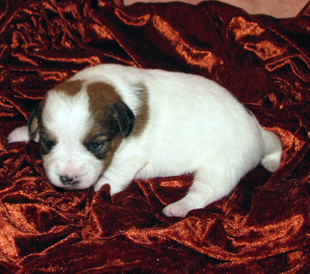 A puppy from the kennel Armonia Canina