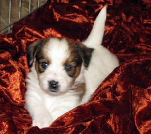 Jack Russell Terrier Welpe