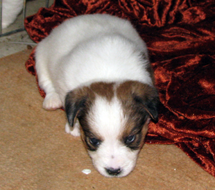 A puppy from the kennel Armonia Canina