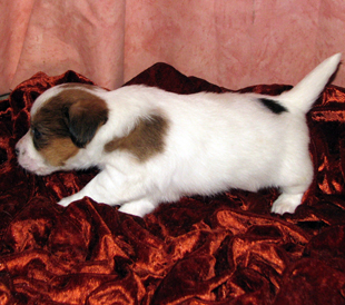 Jack Russell Terrier Welpe