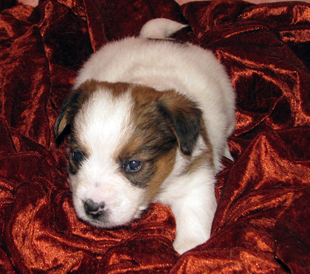 Jack Russell Terrier puppy