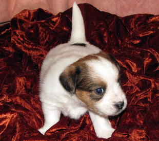 A puppy from the kennel Armonia Canina