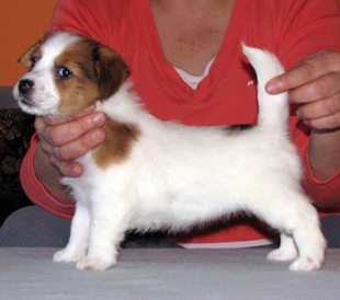 Štěně Jack Russell teriéra