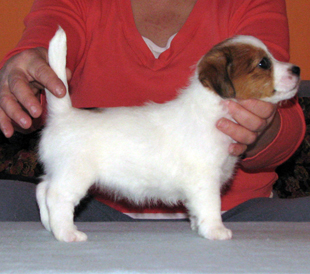 A puppy from the kennel Armonia Canina