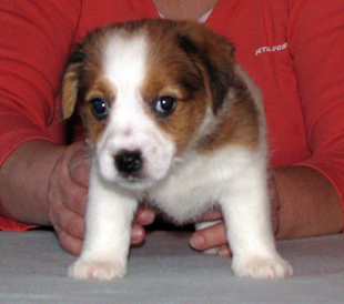 Jack Russell Terrier Welpe