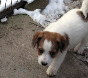 Ein Welpe von Jack Russell Terrier