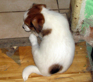 A puppy from the Armonia Canina kennel