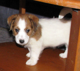 A puppy from the Armonia Canina kennel