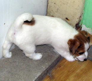 Ein Welpe von Jack Russell Terrier