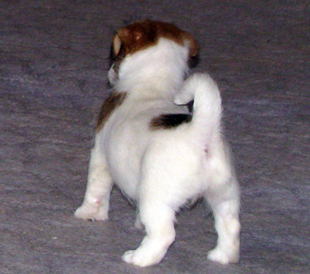 A puppy of Jack Russell Terrier