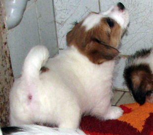 A puppy from the Armonia Canina kennel