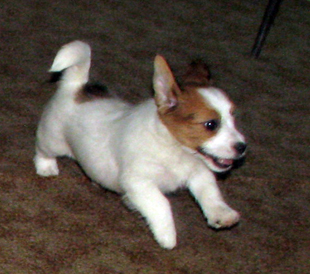 A puppy from the Armonia Canina kennel