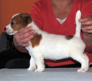 Ein Welpe von Jack Russell Terrier