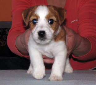 Ein Welpe von Jack Russell Terrier